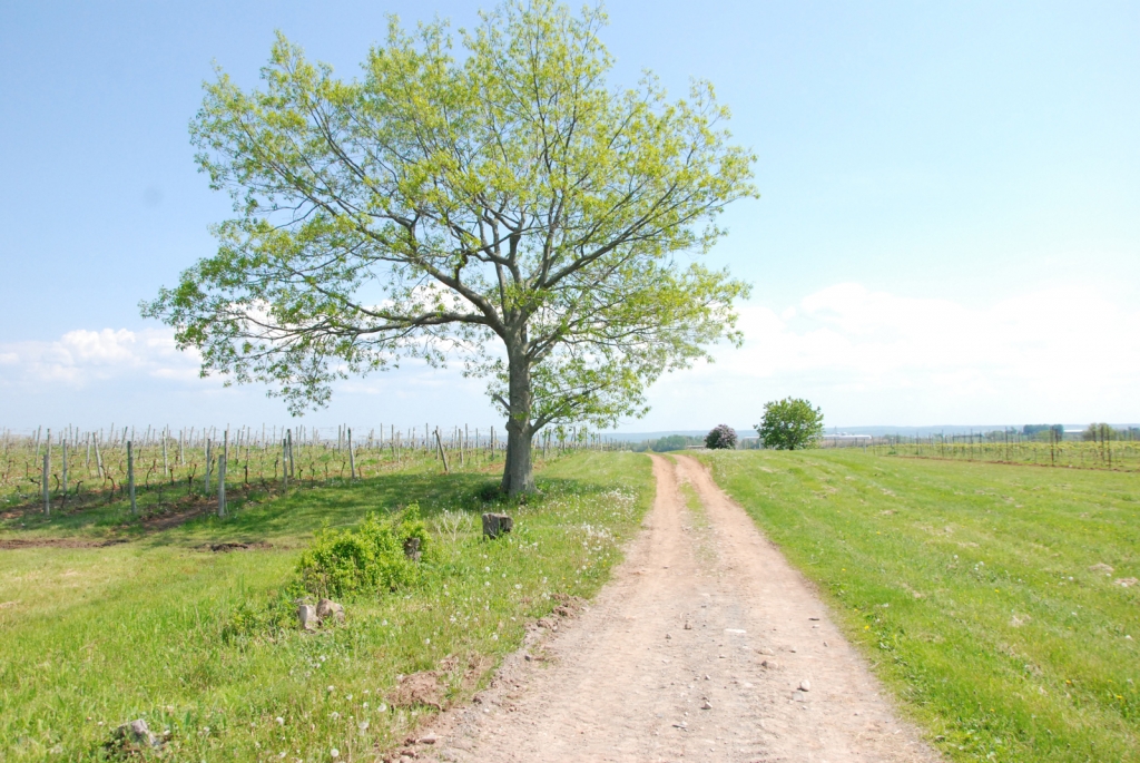 Tree lane vineyard