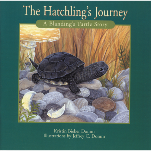 Hatchling's Journey